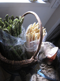 asperge01.jpg